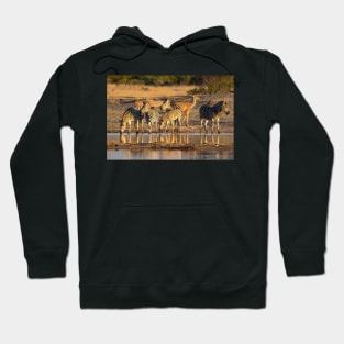 Zebras at Waterhole, Hwange National Park, Zimbabwe Hoodie